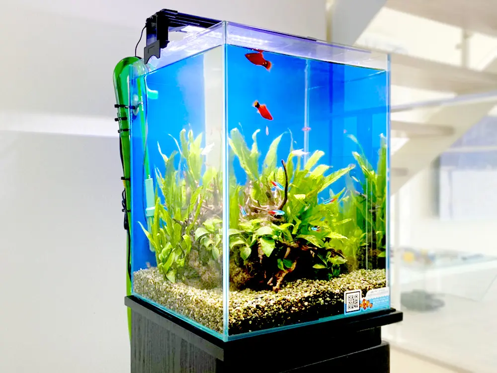 水槽の水を作るバクテリア剤を使おう！プロが教えるバクテリア剤8選