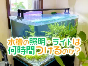 水槽用ライトおすすめランキング15！蛍光灯とLEDの違いも解説します