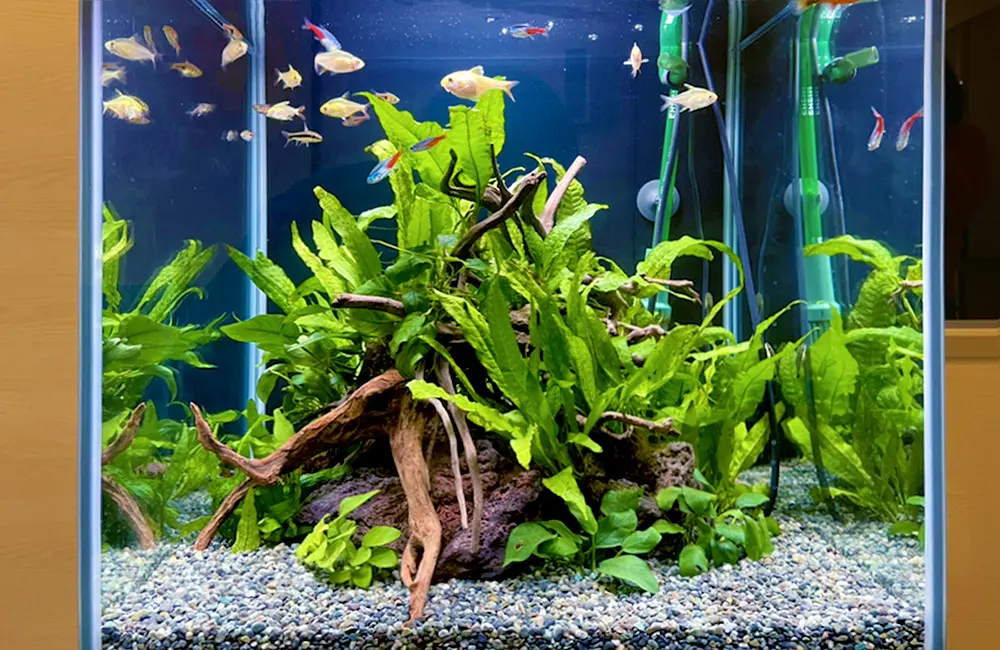 機材なしで水草水槽にCO2を添加する方法！利点とおすすめアイテムを