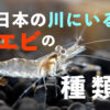 日本の川にいるエビ7種！飼育の基本と難しいポイント・注意点を解説