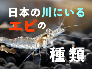 日本の川にいるエビ7種！飼育の基本と難しいポイント・注意点を解説