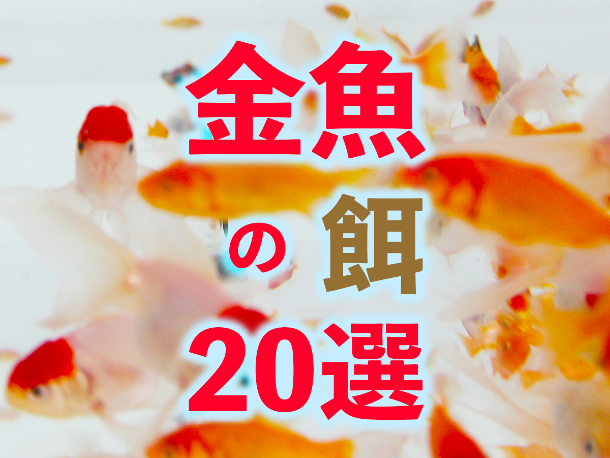 93%OFF!】 ミシロ 彩金魚 増体用 沈下性A 1Kg