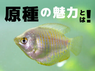 熱帯魚・観賞魚の原種とは！種類と特徴、魅力をご紹介します！