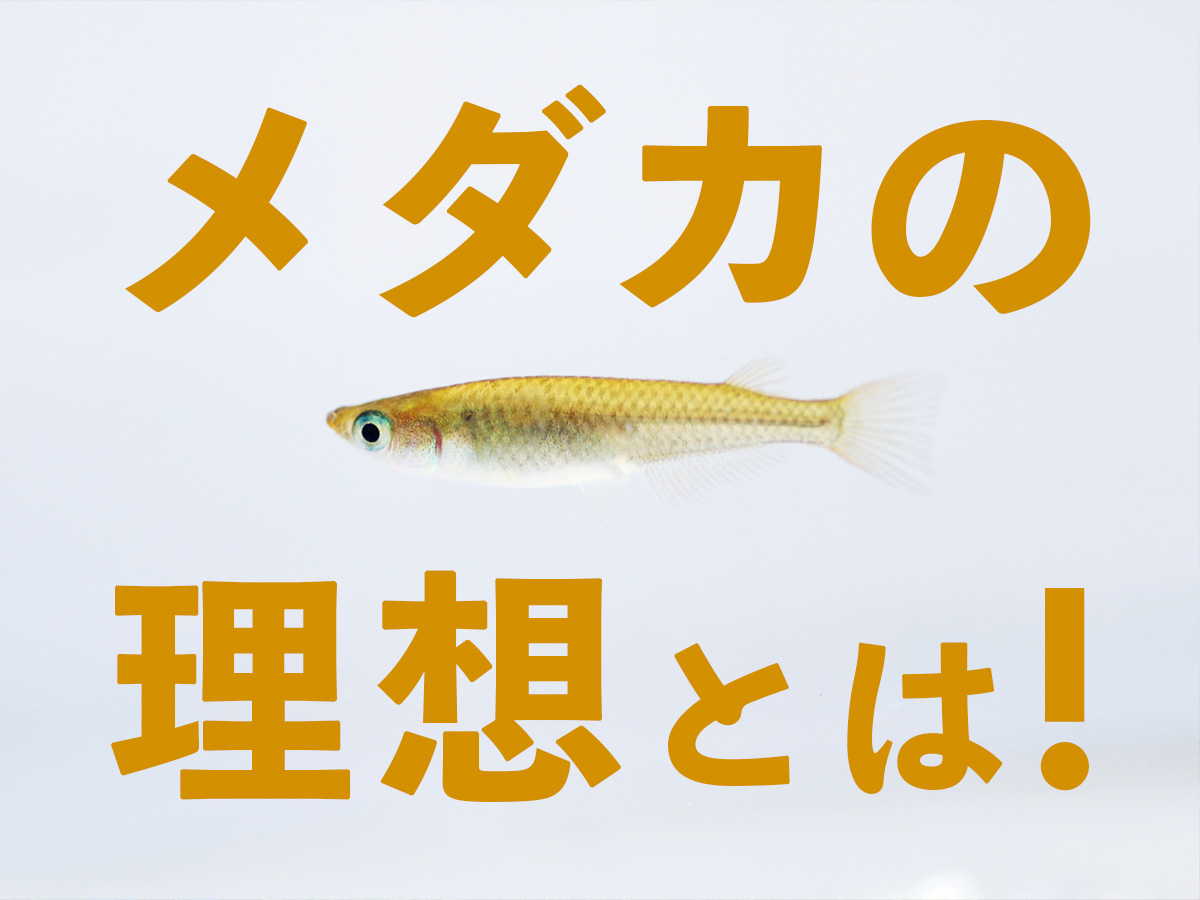 メダカの理想とは 体型 飼育環境などメダカにとっての最適を考える トロピカ