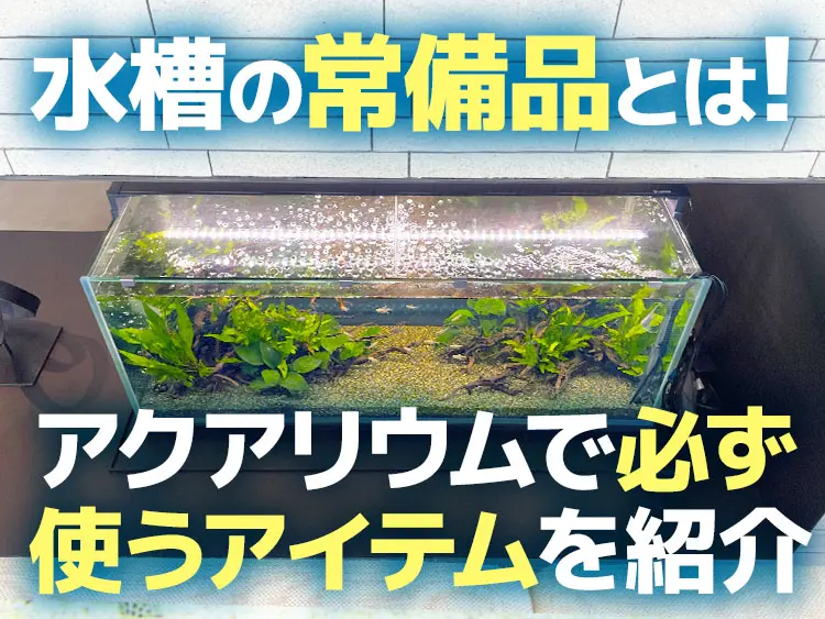 水槽の常備品とは！アクアリウムで必ず使う・緊急時の備品を考える