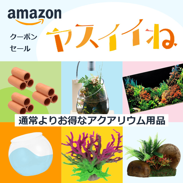 金魚すくいでゲットした金魚の扱い方とは？持ち帰りから飼育方法まで