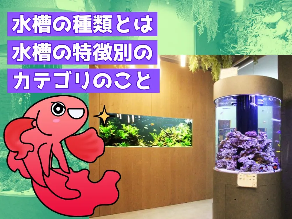 水槽の種類って何？アクアリウムかんたん解説｜アクアリウム情報 