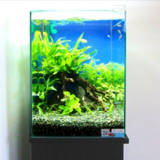 擬岩を水槽レイアウトに取り入れよう 本物に見劣りせず手入れも簡単 トロピカ