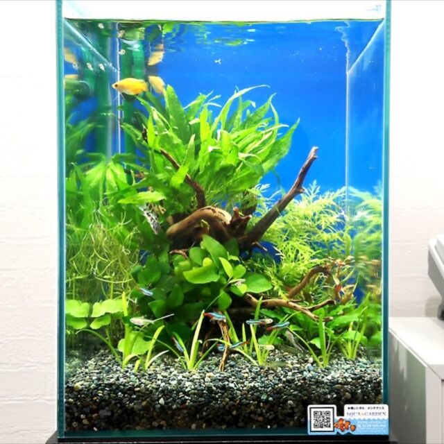 完全解説 テラリウムとは 作り方 おすすめの動植物 水槽まで紹介 トロピカ