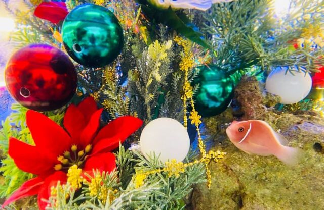 目からウロコ ヒーターを使わない水槽の保温術 トロピカ