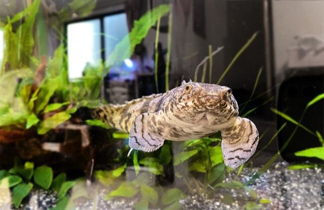 石 水草 流木 熱帯魚水槽はこんなアイテムの組み合わせで出来ている トロピカ